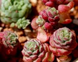 Sedum Flower Seeds for Planting – Fragrant Blossoms Heirloom Non-GMO Organic Garden Seeds