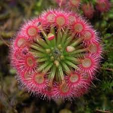 Sundew Flower Seeds for Planting | Heirloom Non-GMO High Germination Organic Garden Seeds