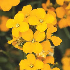 Mixed Erysimum Flower Seeds for Planting | Heirloom Non-GMO High Germination Organic Garden Seeds