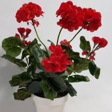 Geranium Flower Seeds for Planting – Heirloom, Non-GMO, High Germination Organic Garden Seeds