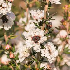 Leptospermum Scoparium Flower Seeds for Planting – Hardy Heirloom Non-GMO High Germination Garden Seeds
