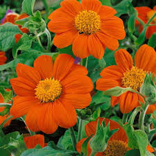 Orange Mexican Sunflower Seeds for Planting  – Heirloom, Non-GMO, High Germination Garden Seeds