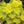Yellow Heuchera Flower Seeds for Planting - Heirloom, Non-GMO, High Germination, Organic Garden Seeds