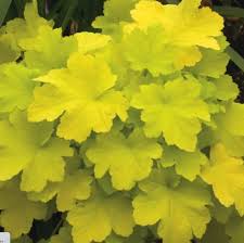 Yellow Heuchera Flower Seeds for Planting - Heirloom, Non-GMO, High Germination, Organic Garden Seeds