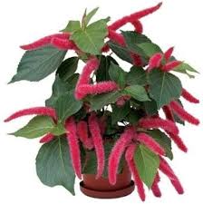 Pink Acalypha Chenille Flower Seeds for Planting Heirloom Non-GMO High Germination Organic Garden Seeds
