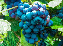 Fruit Seeds,Garden seeds, Seeds For Planting,Plant Seeds