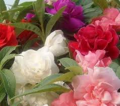 Camellia Impatiens Flower Seeds for Planting – Heirloom, Non-GMO, Garden Favorite Organic Garden Seeds