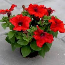 Red Petunia Flower Seeds for Planting – Long Bloom Season Heirloom, Non-GMO, High Germination Organic Garden Seeds