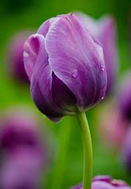 Purple Odorous Tulip Flower Seeds for Planting – Heirloom, Non-GMO Compact Organic Garden Seeds