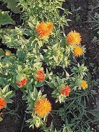 Heirloom Safflower Seeds for Planting – Garden Favorite, Non-GMO, High Germination Organic Garden Seeds