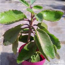 Kalanchoe Pinnata Flower Seeds for Planting – Heirloom, Non-GMO Pollinator Friendly, High Germination Seeds