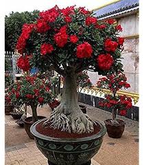 Hibiscus Bonsai Flower Seeds for Planting – Perfect for Borders Heirloom Non-GMO Organic Garden Seeds