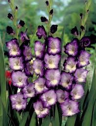 Deep Blue Tulip Flower Seeds – Garden Favorite, Heirloom, Non-GMO & High Germination Organic Garden Seeds