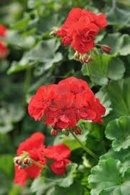 Red Geranium Flower Seeds for Planting – Heirloom, Non-GMO Vibrant Organic Garden Seeds