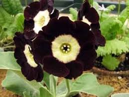 Brown Primula Auricula Flower Seeds for Planting – Heirloom, Non-GMO, Pollinator Friendly Organic Garden Seeds