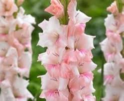 Peach Gladiolus Flower Seeds for Planting – Heirloom, Non-GMO, Cut Flower Favorite Organic Garden Seeds