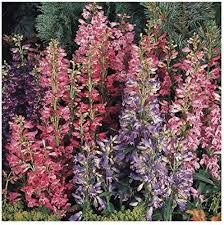 Mix Penstemon Barbatus Flower Seeds for Planting – Heirloom, Non-GMO, High Germination Organic Garden Seeds