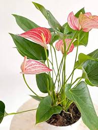 Red White Anthurium Seeds for Planting – Heirloom, Non-GMO, High Germination, Organic Garden Seeds