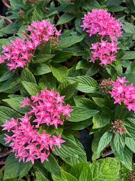 Pink Pentas Flower Seeds for Planting – Compact Growth, Heirloom, Non-GMO, High Germination Organic Garden Seeds