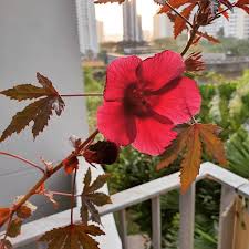 Cranberry Hibiscus Flower Seeds for Planting – Heirloom, Non-GMO, Hardy Variety