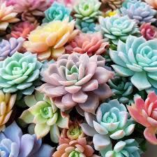 Mixed Sempervivum Flower Seeds for Planting | Heirloom Non-GMO High Germination Organic Garden Seeds