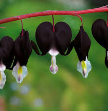 Black Heart Flower Seeds for Planting – Heirloom, Non-GMO, High Germination Organic Garden Seeds
