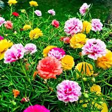 Grandiflora Flower Seeds for Planting – Heirloom, Non-GMO Drought Tolerant, High Germination Seeds