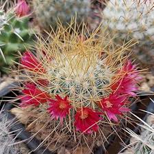 Mammillaria Flower Seeds for Planting – Heirloom Non-GMO High Germination Organic Garden Seeds