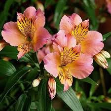 Alstroemeria Flower Seeds for Planting – Heirloom, Non-GMO, Compact Growth Organic Garden Seeds