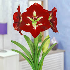 Red White Amaryllis Barbados Seeds for Planting – Heirloom Non-GMO High Germination Organic Garden Seeds