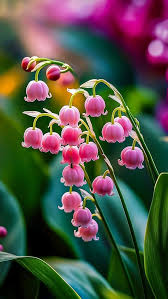 Valley Flower Seeds for Planting – Heirloom, Non-GMO, Compact Growth, High Germination