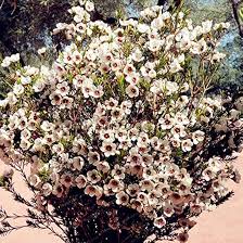 Geraldton Flower Seeds for Planting – Heirloom Non-GMO Colorful Display Organic Garden Seeds