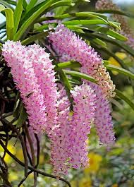 Rhynchostylis Flower Seeds for Planting – Wildflower Mix, Heirloom & Non-GMO Seeds