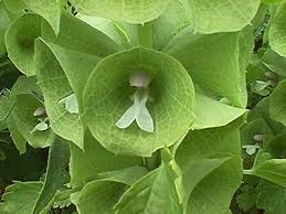 Moluccella laevis Bells of Ireland Flower Seeds for Planting – Heirloom, Non-GMO, Organic Garden Seeds