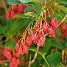 Enkianthus Campanulatus Flower Seeds – Heirloom, Non-GMO, Drought Tolerant