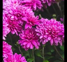 Chrysanthemum Flower Seeds for Planting – Fragrant Blossoms, Heirloom, Non-GMO, Organic Garden Seeds