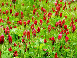 Organic Red Trifolium Incarnatum Flower Seeds for Planting – Vibrant Colors, Heirloom, Non-GMO, High Germination Seeds