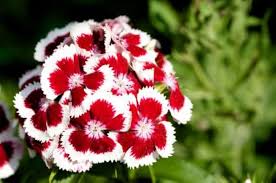 White Maroon Dianthus Flower Seeds – Heirloom, Non-GMO, High Germination Organic Garden Seeds