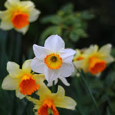 White Daffodils Flower Seeds for Planting | Heirloom Non-GMO High Germination