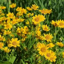 Heirloom Arnica Montana Flower Seeds for Planting – Seasonal Bloomer, Non-GMO, High Germination