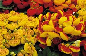 Calceolaria Uniflora Flower Seeds for Planting – Heirloom, Non-GMO Cut Flower Favorite Organic Garden Seeds