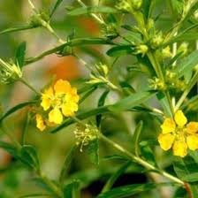 Sinicuichi Flower Seeds for Planting | Heirloom Non-GMO High Germination Organic Garden Seeds