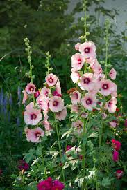 White & Pink Hollyhock Flower Seeds for Planting – Heirloom, Non-GMO Hardy Organic Garden Seeds