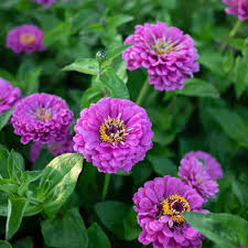 Deep Purple Zinnia Flower Seeds for Planting | Heirloom Non-GMO High Germination Organic Garden Seeds