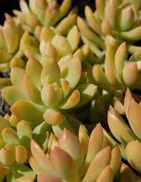 Sedum Flower Seeds for Planting – Long Bloom Season, Heirloom & Non-GMO Seeds