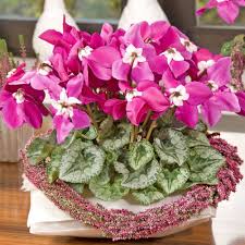 Persicum Flower Seeds for Planting | Heirloom Non-GMO High Germination Organic Garden Seeds