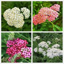 Mixed Achillea Millefolium Flower Seeds for Planting – Heirloom Non-GMO Organic Garden Seeds, High Germination