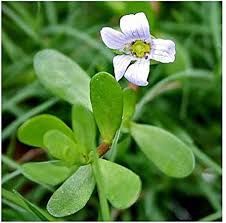 Bacopa Flower Seeds for Planting | Heirloom Non-GMO Organic Garden Seeds, Sun Loving, High Germination