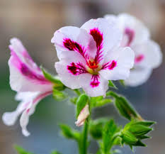Purple & White Geranium Flower Seeds for Planting – Heirloom, Non-GMO, High Germination Garden Seeds