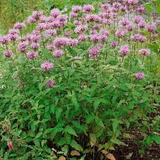 Mix Bergamot Flower Seeds for Planting – Pollinator Friendly Heirloom Non-GMO Organic Garden Seeds